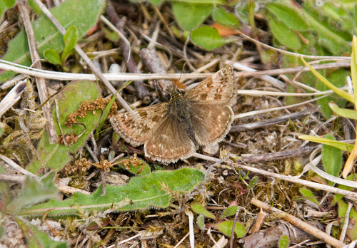 Dingy Skipper DM0088